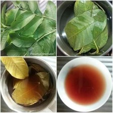 Guava Leaves Dried Loss Hair Diabetic Fat Burner Herbal Leaf Tea Pure 100pcs