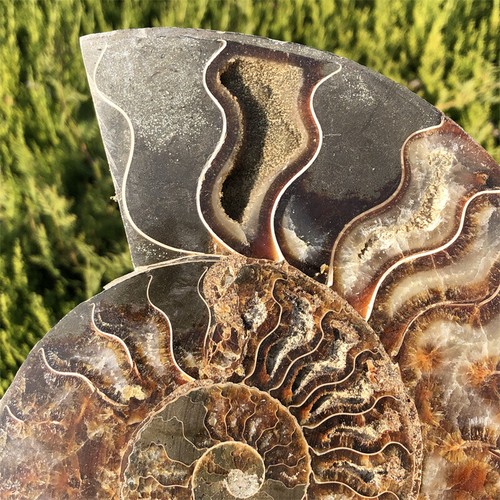 1.93LB Natural Ammonite Fossil Quartz Crystal Specimen Heal Reiki Gift XL2720 - Picture 5 of 15