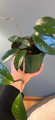 Rare find, Hoya Carnosa Green Heirloom wax plants- 3 established vines,bare root