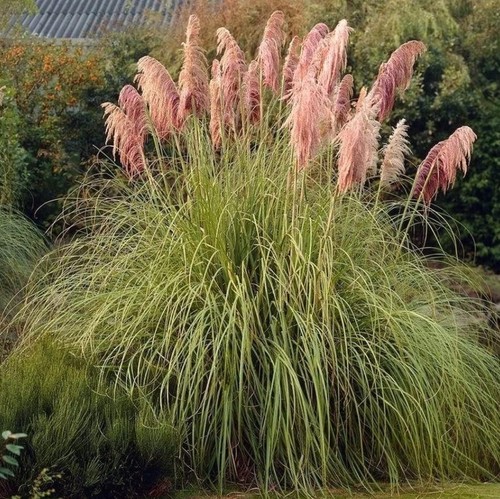 Pink Pampas Grass Live Plant - Cortaderia Selloana Rosea - 3"-5" Tall - No Pot - Picture 3 of 5