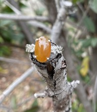Certified natural Burma Yellow Reddish Jadeite Jade Adj. Size Silver Ring