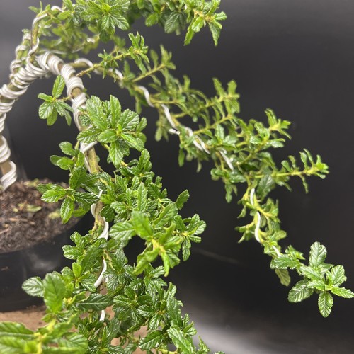 Ceanothus Blue bonsai tree - Picture 12 of 15