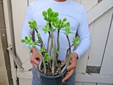 Aeonium Comerense Succulent