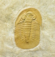 KILLER Tamdaspis Trilobite Fossil, Upper Cambrian Guole Biota of China