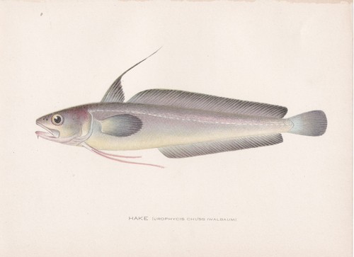 9 impresiones originales antiguas de peces, moluscos, conchas y vida silvestre de Denton 1896-1907 - Imagen 4 de 10