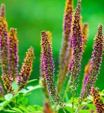 False INDIGO BUSH Amorpha Fruticosa - 100+ SEEDS- easy beautiful shrub seeds