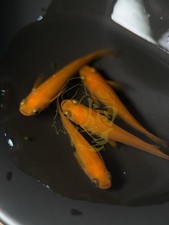 Sun Red Medaka EGGS 10 2 Aka. Japanese Rice Fish. US Bred