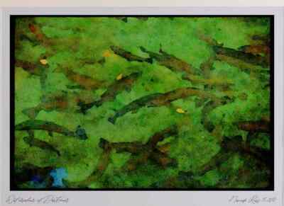 Italian Italy 036120 Forelle in Rainbow Springs Rotorua Limited Edition Watercolo