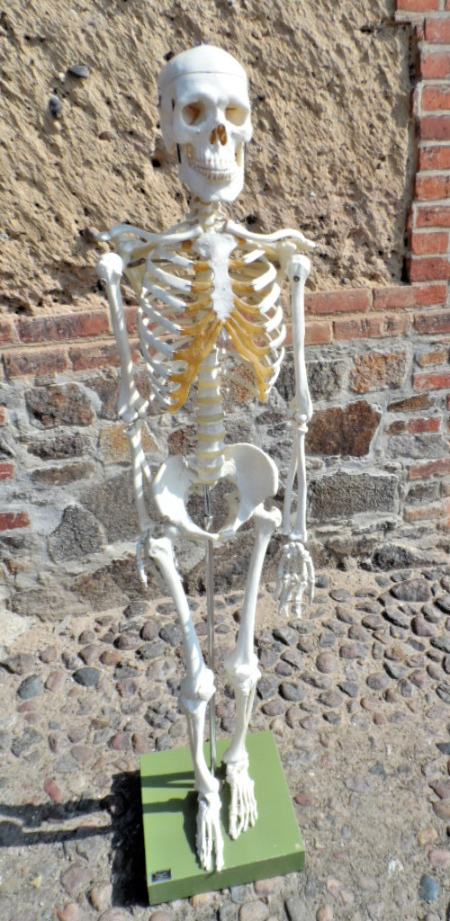 SOMSO Skelett Modell Mensch Knochen Lehrmodell Anatomiemodell Somso