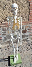 Original SOMSO Skelett Modell Mensch - Anatomie Lehrmodell - Vintage Mediziner