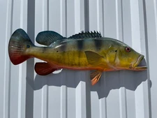 27" Peacock Bass Bass Half Mount Fish Replica - In Stock & Ready to Ship