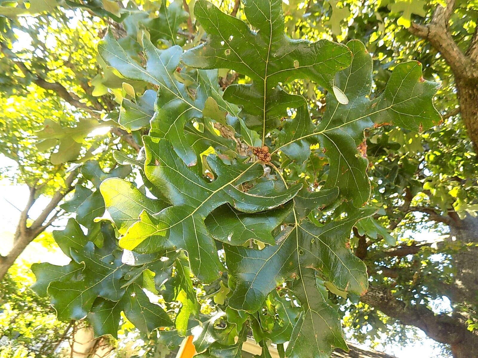 12 POST OAK ACORNS - Quercus stellata