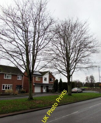 Foto 6x4 Zwei kahle Bäume, Innage Road, Shifnal auf einem Grasstreifen zwischen t c 2015