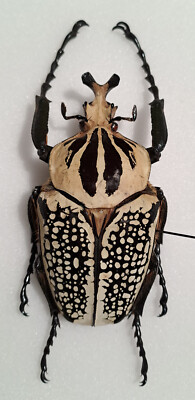 Goliathus meleagris nice form, 83mm, (Zaire) RDC, male from own collection