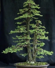2 Sequoia coast red wood & 1 Okame Bonsai Starter Kits