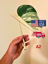 Monstera Albo Leaf Node Cutting