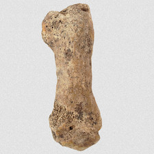 Fossilien U. Spelaeus Fingerknochen Phalanx I Quartär Pleistozän Eiszeit