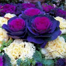 KALE PEACOCK MIXED F1 AND CABBAGE ORNAMENTAL NAGOYA MIX F1 20/40 SEEDS TO CHOOSE