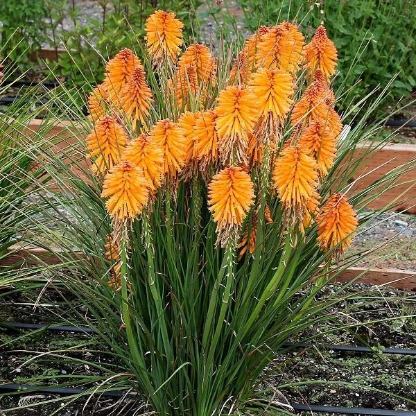 Kniphofia Dwarf POCO™ Orange Perennial Plug Plants Pack x6