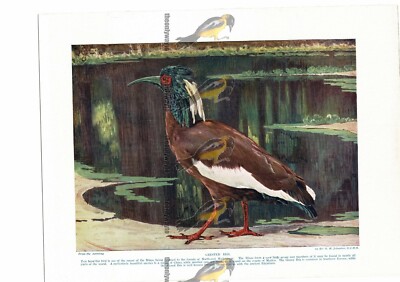 Crested Ibis, Buchillustration (Druck), um 1925