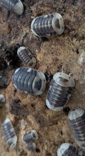 Cubaris Sp. White Ducky Isopods 5 Count.