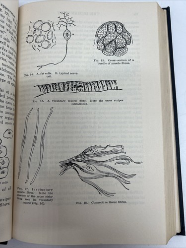 The Human Body And It's Functions by Best and Taylor HC Special Edition - Picture 11 of 19