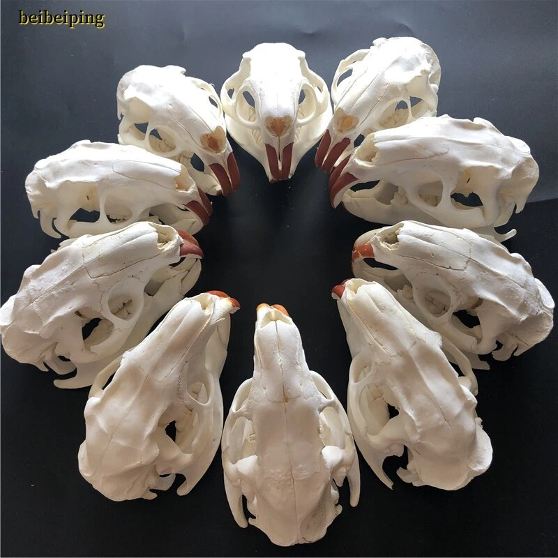 Natural Beaver Head Skull Specimen Skeleton Animal Collection Feng Shui Model - Image 2 of 4