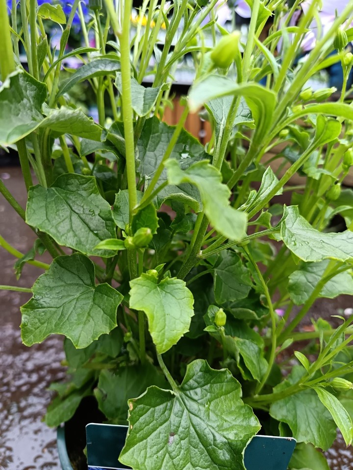 Pink Senecio Senetti, 2 L Pot | Hardy Spring Flower | Summer Daisy ...