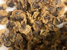 Dried Clams