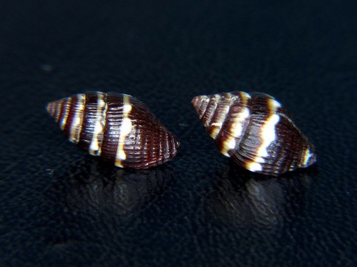 MITRA "MITROMORPHA" ATTRAMENTOSA: ONLY ONE ON EBAY @ 11.37MM W/1-FREE SPECIMEN!