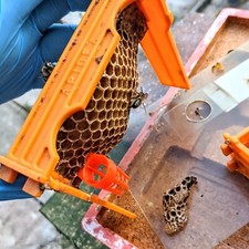 Push In Queen Cell Protectors  (8)