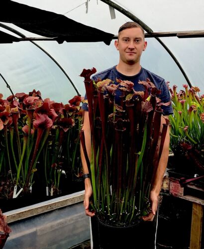 Sarracenia Flava Red x Alata Black (carnivorous pitcher plant) - Picture 3 of 9