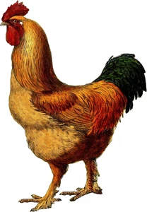 Chicken Vinyl Sticker Self Adhesive Farm Animal Decal Various Sizes Made in UK