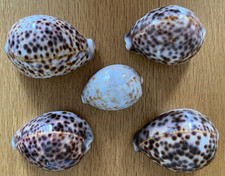 Set of 5 Tiger Cowrie Shells Natural Cypraea Tigris 65mm to 90mm