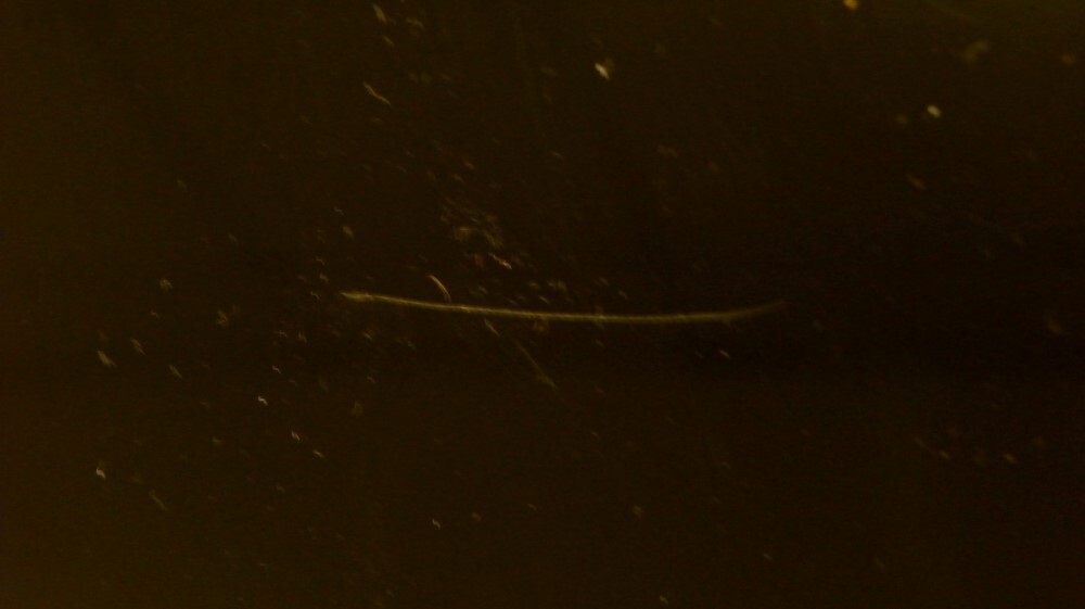 Kohler+K46397+CACHET+Round+Toilet+Seat+With+Griptight+Q3+Advantage