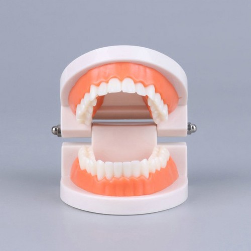 Standard Teeth Model Adult Standard Typodont Demonstration Denture Model Dis _pu - Zdjęcie 6 z 10