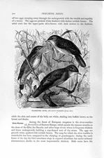 Old Antique Print Natural History 1894-95 Grasshopper River Warbler Birds 19th