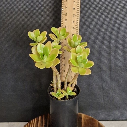 Starter Succulents. Fully rooted plants. Cheap and easy to care for. - Picture 25 of 34