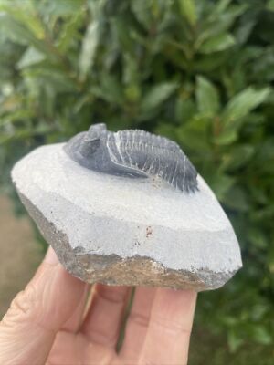 Hollardops Trilobit Fossil. Mitteldevon. Alnif, Marokko 