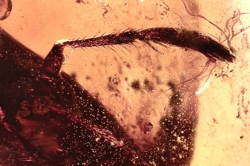 RARO BARQUERO DE AGUA Adulto INSECTO ACUÁTICO Corixidae ÁMBAR BÁLTICO + HQ Pic 250304 - Imagen 4 de 6