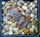 Haworthia Truncata Seedling #3 — photo 5