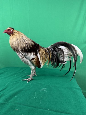 #ad 12 Chicken Hatching Eggs $120.00