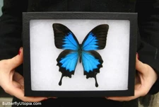 Real Framed Blue Mountain Swallowtail Butterfly - 8x6 Riker Mount