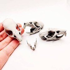 Brown Rat Skull - 1:1 Scale full size replica rodent curiosities and oddities