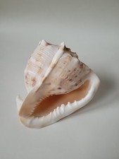 Große Meeresschnecke Cassis Cornuta - Sturmhaube - Helmschnecke