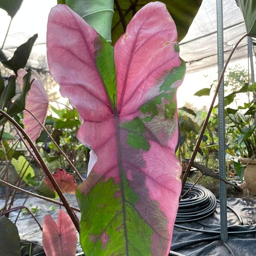 Colocasia Live Bulb Bang Keaw New Hybrid + Phytosanitary Certificate - Picture 15 of 24