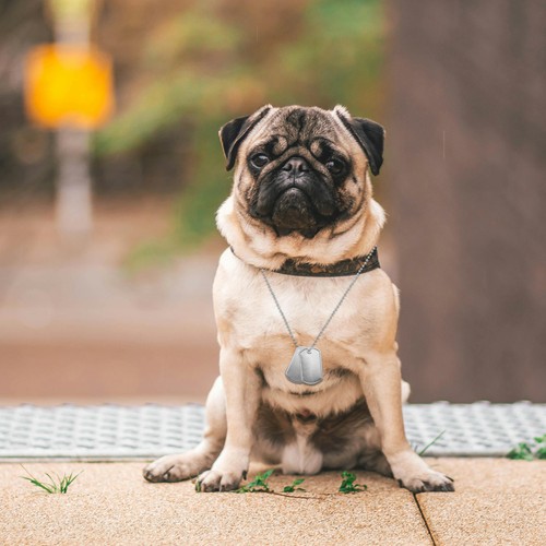 10 Pcs Pet Necklace Man Dog Necklaces for Small Dogs Stainless Steel Bead Chain - Picture 4 of 12