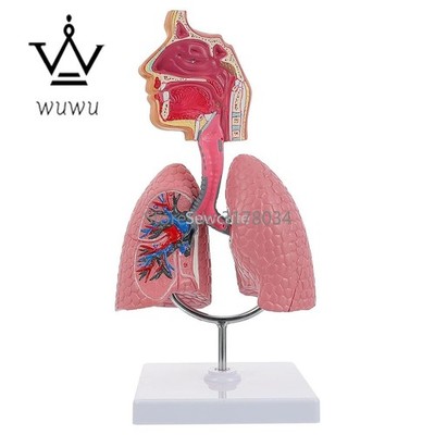1PC Respiratory Biologic Education Model Lung Educational Model