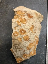 Fossil Sea Urchins with Spines in matrix, Salina schencki Oligocene from Oregon3