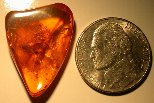 Isopod Woodlouse Sow Bug in Baltic Amber Fossil Gemstone - Picture 9 of 9